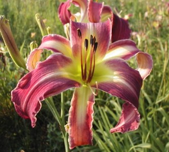 LILTING LOLA